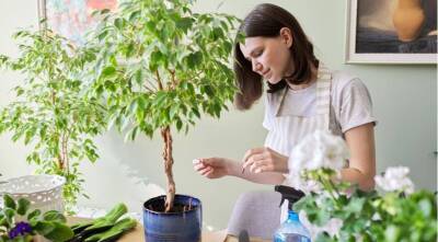 Фикус Бенджамина: как вырастить красивое растение в домашних условиях - sadogorod.club
