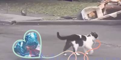 Как мило: кот дарит даме своего сердца воздушный шарик-«сердечко» - mur.tv