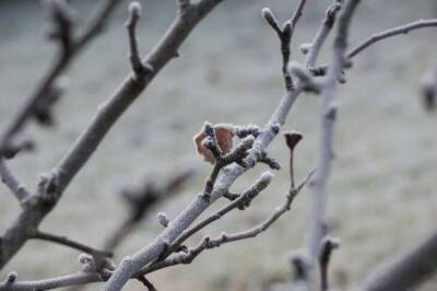 Как защитить плодовые деревья от морозов: спасет эта хитрость - sadogorod.club