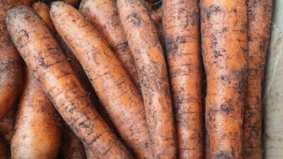 Чем «припудрить» морковь на зиму, чтобы хранилась свежей и сочной: о какой хитрости не знают дачники - sadogorod.club