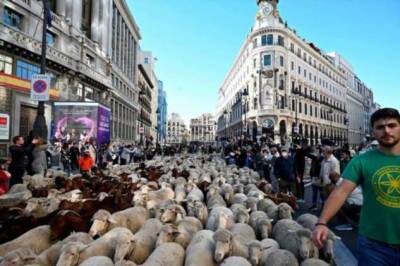 Ежегодный прогон овец собирает толпы в Мадриде - chert-poberi.ru - Испания - Мадрид