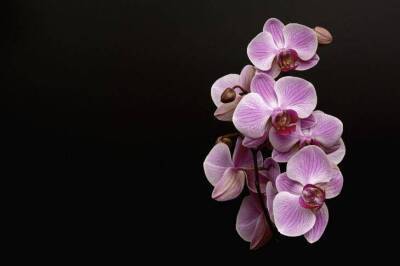Никогда не повторяйте этих ошибок в уходе за орхидеей: советы хозяйкам, которые не хотят выбросить цветок - lifehelper.one