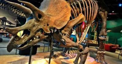 На парижском аукционе продали скелет самого большого динозавра-трицератопса за 6,65 млн евро - chert-poberi.ru - Сша - Италия - Париж - штат Южная Дакота