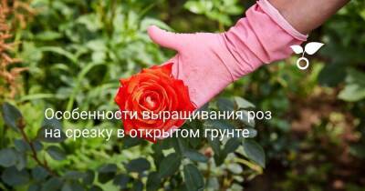 Особенности выращивания роз на срезку в открытом грунте - sadogorod.club