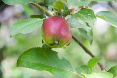 Как наклонить ветку у яблони, чтобы начали плодоносить деревья годами не дающие урожая - sadogorod.club