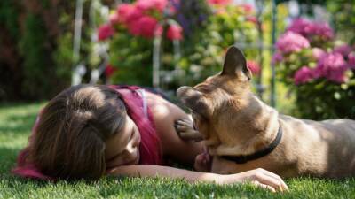 Как собаки выражают благодарность? - mur.tv - Вена