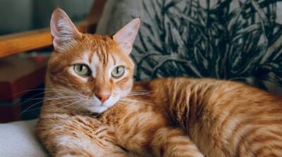 5 вещей, которых кошки терпеть не могут - mur.tv