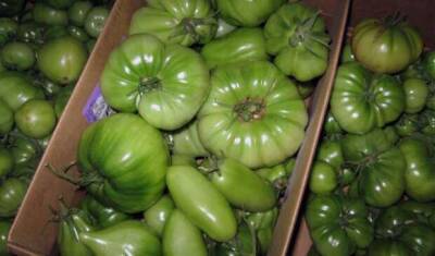 «Не кладите их на подоконник!»: три простых и эффективных способа дозревания зеленых помидоров - lublusebya.ru