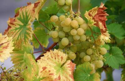 Чем обработать виноград, чтобы защитить его от вредителей: секреты опытных огородников - sadogorod.club