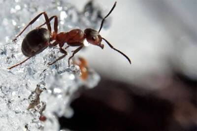 Муравейник никогда не спит. Как переживают зиму муравьи в наших широтах? - porosenka.net