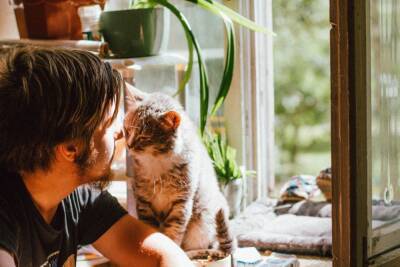 Как взрослые кошки реагируют на нового хозяина? - mur.tv