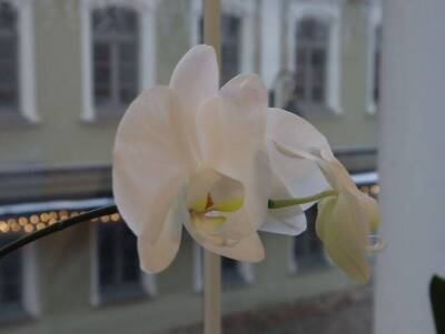 Засыхает и желтеет орхидея: как мигом вернуть домашний цветок к жизни - sadogorod.club