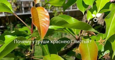 Почему у груши краснеют листья? - sadogorod.club
