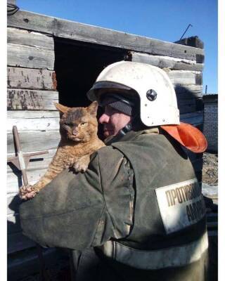 Котики, спасенные во время пожара: 20 трогательных фотоисторий - lublusebya.ru