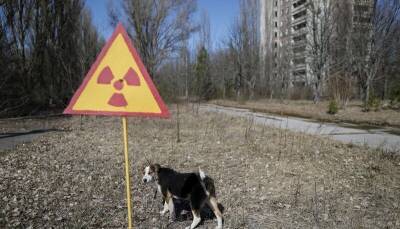 Как выживают животные в чернобыльской зоне отчуждения - mur.tv