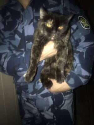 В Ивановской области поймали кота — наркокурьера - chert-poberi.ru - Ивановская обл.