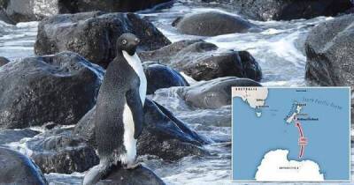 Антарктический пингвин случайно преодолел 3000 км и очутился в Новой Зеландии - porosenka.net - Новая Зеландия