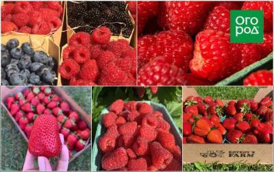 Как вырастить вкусную ягоду? Секретами делится хозяйка ягодной фермы - sadogorod.club