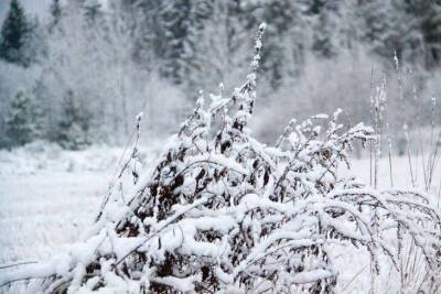 Как опытные дачники используют в саду и огороде первый выпавший снег - sadogorod.club