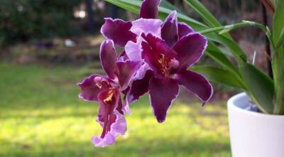 Самые устойчивые и простые в уходе орхидеи для дома - sadogorod.club - Тайвань