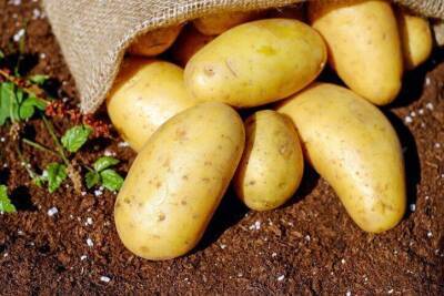 Есть способ повысить урожай семенной картошки, чтобы не было «гороха» - sadogorod.club