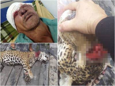 В Бразилии сын убил ягуара, который лишил глаза его отца - porosenka.net - Бразилия