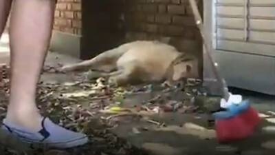 Забавное видео: можно ли подмести ленивую собаку? - mur.tv