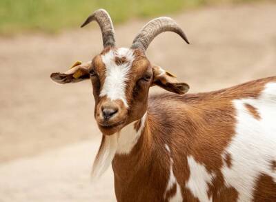 10 забавных фактов о козах, которые вас удивят и порадуют - mur.tv