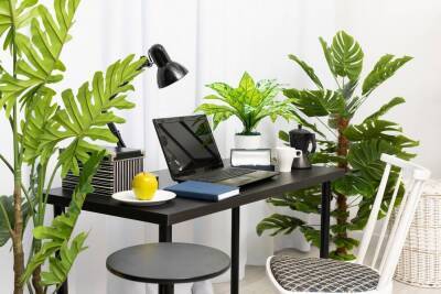 Как создать зеленый оазис на рабочем столе: идеи с фото - sadogorod.club