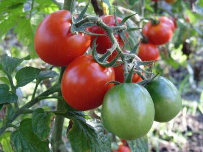 Зачем рядом с помидорами сажают базилик: о чем не догадываются огородники - sadogorod.club
