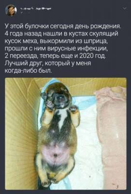 20+ животных, которых жизнь не баловала, а потом раз — и поцеловала прямо в мордочку - milayaya.ru
