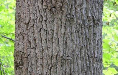 10 потрясающих фактов о деревьях, которые вы, скорее всего, не знали - fokus-vnimaniya.com