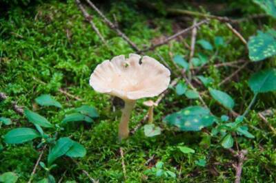 На что указывают грибы-поганки в вашем огороде или дачном участке - sadogorod.club