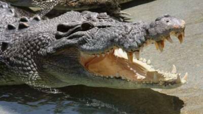 Как живет большой гребнистый крокодил, почему его так называют - chert-poberi.ru