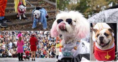 Лучшие наряды собак на конкурсе костюмов на Хэллоуин в Нью-Йорке - chert-poberi.ru - Нью-Йорк - Нью-Йорк