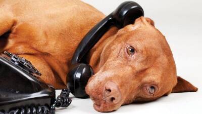 Учёные создали телефон дял собак, чтобы они могли звонить хозяевам - mur.tv - Англия