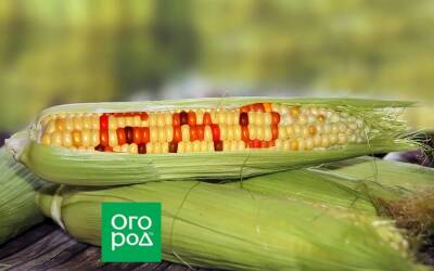 ГМО – так ли вредны модифицированные продукты, как об этом пишут - sadogorod.club