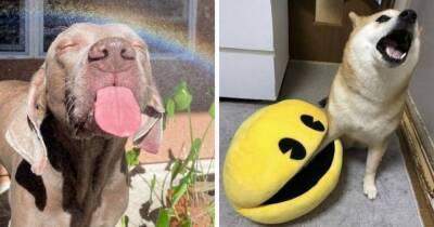 17 смешных фотографий собак, которые продемонстрировали людям всю свою дурашливость - mur.tv