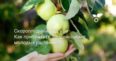 Скороплодный сад, или Как приблизить плодоношение молодых растений? - sadogorod.club