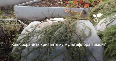 Как сохранить хризантему мультифлора зимой? - sadogorod.club