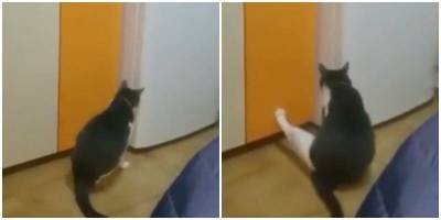 Кот нашёл необычный, но действенный способ открыть холодильник - mur.tv