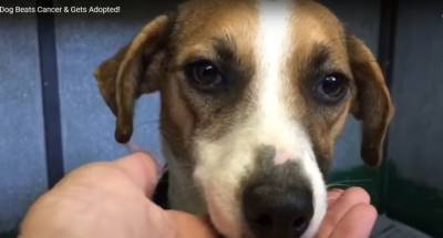 Ветеринар собирался усыпить безнадежную собаку. Животное попросило дать последний шанс - mur.tv