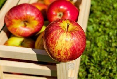 Три китайских секрета, как сохранить яблоки свежими и вкусными подольше - sadogorod.club
