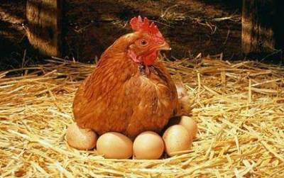 Органы яйцеобразования у курицы - sadogorod.club