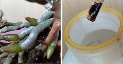 Орхидея в кратчайшие сроки пускает корни и новый цветонос. Просто дайте ей йод - lifehelper.one