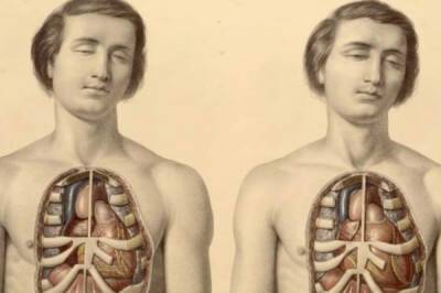 Революция в анатомии: органы и части тела человека, которые недавно обнаружили ученые - porosenka.net - Сша