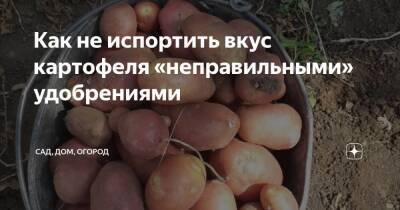 Как не испортить вкус картофеля «неправильными» удобрениями - sadogorod.club