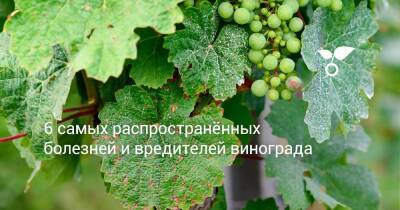 6 самых распространённых болезней и вредителей винограда - sadogorod.club - Виноград