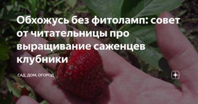 Обхожусь без фитоламп: совет от читательницы про выращивание саженцев клубники - sadogorod.club