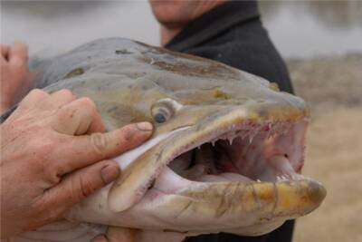 Таймень: Рыбаки называют его водным тигром. Крупнейший лосось с легкостью охотится на сухопутных животных (7 фото) - chert-poberi.ru - Россия